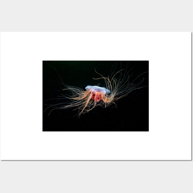 Lion's mane jellyfish (C032/5354) Wall Art by SciencePhoto